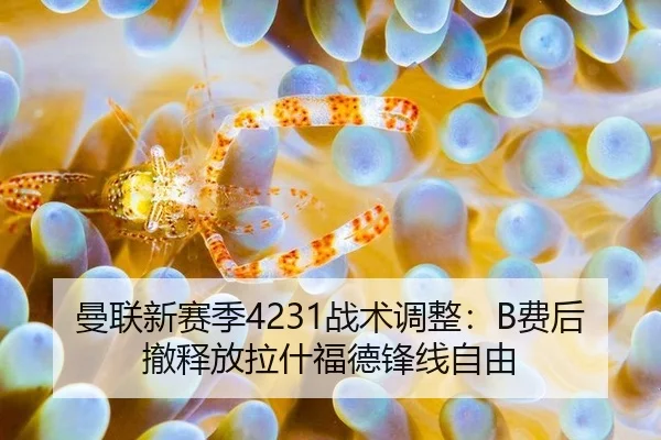 曼联新赛季4231战术调整：B费后撤释放拉什福德锋线自由